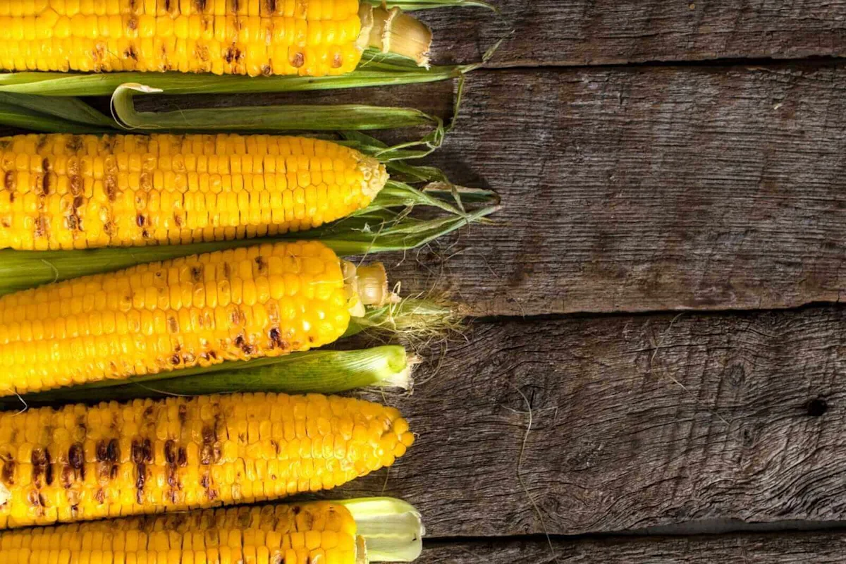 Corn Prices Rally as Crop Tour Begins and Speculators Remain Net Long