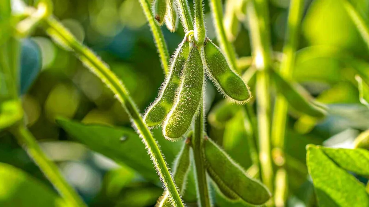 Soybean Prices Surge on Strong Demand from China