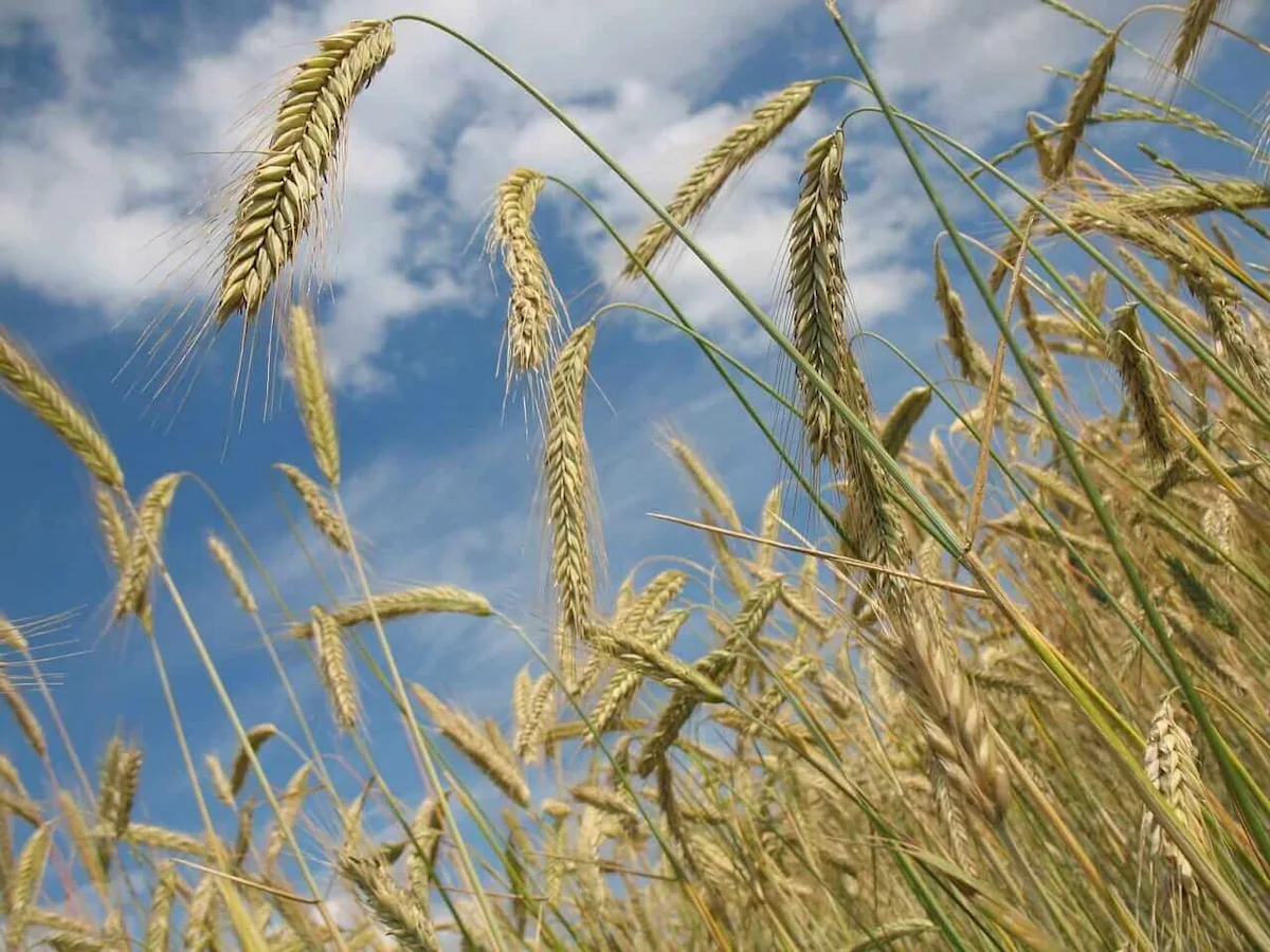 Wheat Prices Slip Early Monday Despite Increased Tensions in Black Sea Region