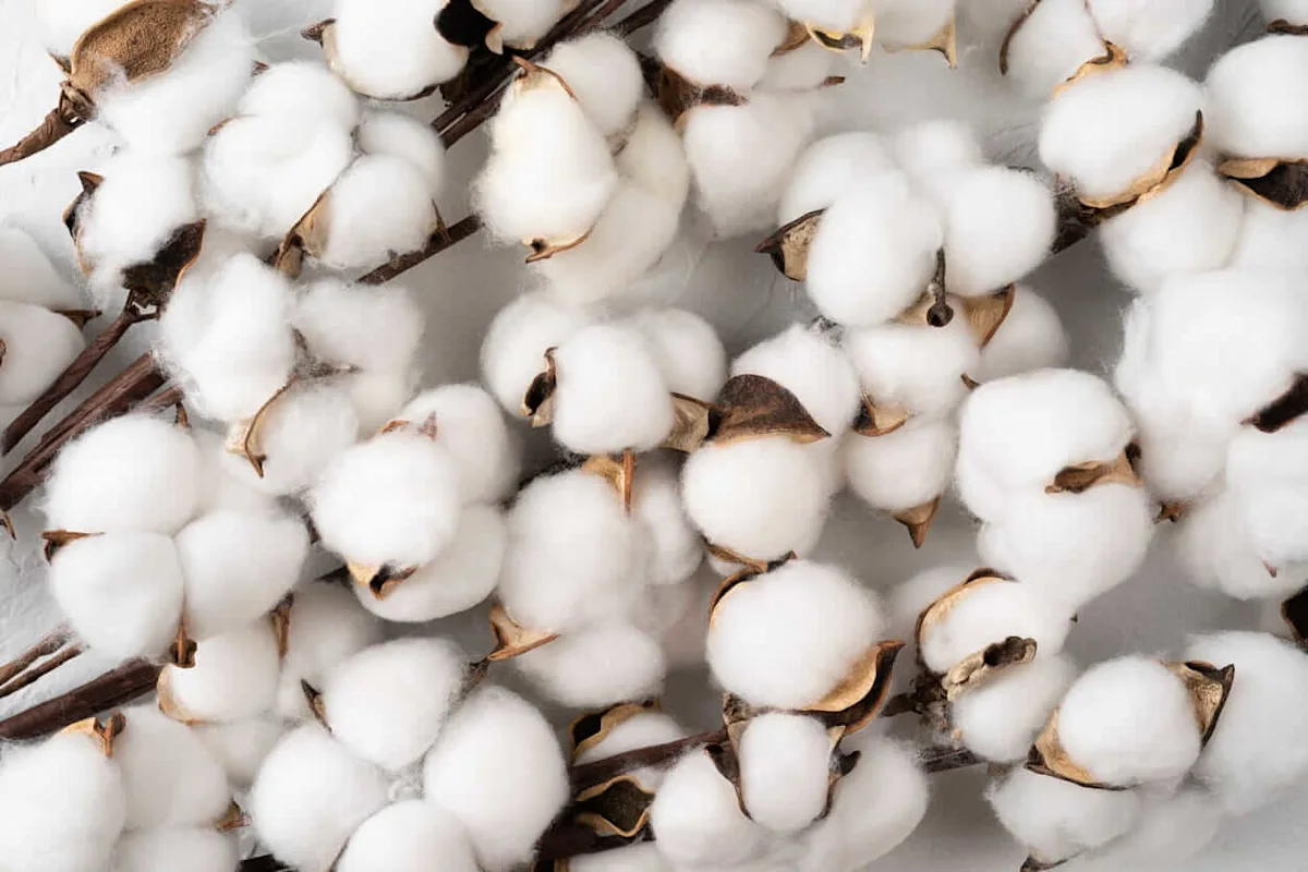 Cotton Prices Rally, Reach Highest Levels in Over Two Years